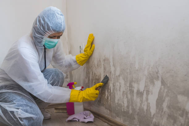 Best Crawl Space Mold Remediation in Weyauwega, WI