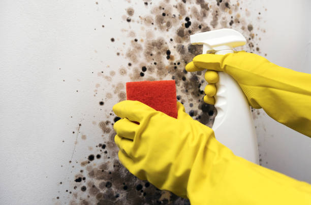 Best Bathroom Mold Remediation in Weyauwega, WI