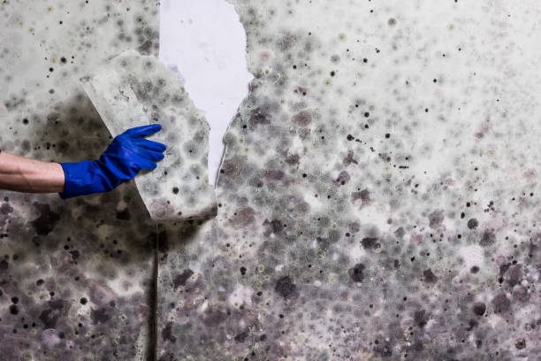 Best Mold Remediation for Schools in Weyauwega, WI