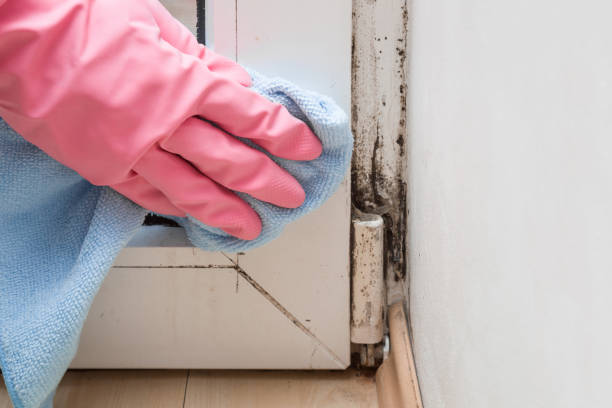 Professional Mold Remediation in Weyauwega, WI