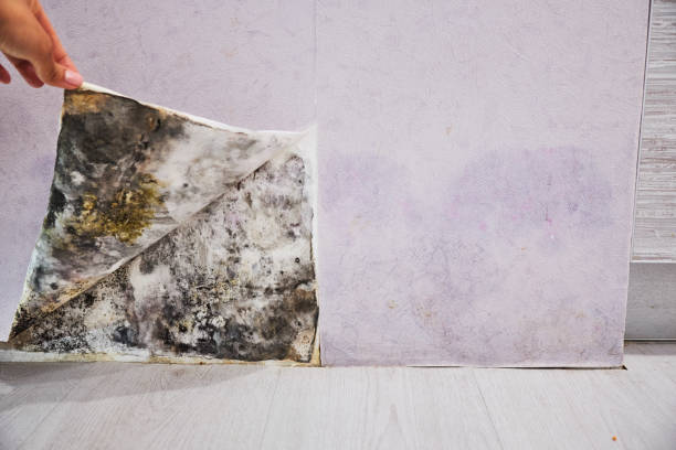 Best Residential Mold Remediation in Weyauwega, WI